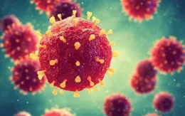 Bộ Y tế thông tin về dịch bệnh do virus Nipah, khuyến cáo không tiếp xúc gần dơi ăn quả