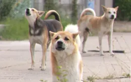 Bệnh dại nguy hiểm nhưng có thể phòng ngừa bằng vaccine