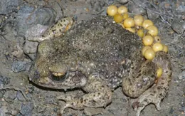 Phòng ngừa ngộ độc thực phẩm từ độc tố tự nhiên