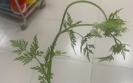 Cảnh báo ngộ độc từ cây dại cực độc