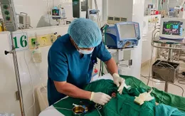 Ngộ độc thịt cóc gây rối loạn nhịp tim nặng