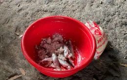 Thêm 2 trường hợp nghi ngộ độc sau ăn cá ủ chua tại Đà Nẵng