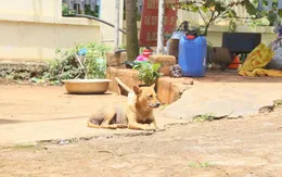 Chủ động phòng bệnh dại mùa nắng nóng