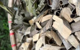 Siết quản lý dược liệu, thuốc cổ truyền