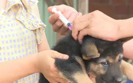 Bệnh dại có nguy cơ gia tăng mùa nắng nóng