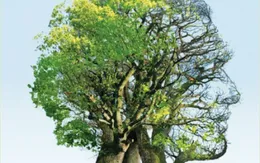 Sẽ có viên thuốc “3 trong 1” 