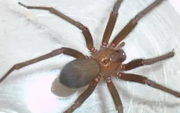 Vaccine chế từ nọc độc nhện