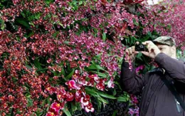 New York: Hơn 3000 loài hoa lan khoe sắc tại triển lãm hoa