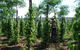 Thị trường tiêu: Sản lượng giảm nhưng xuất khẩu lạc quan 