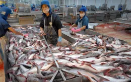 ĐBSCL: Giá cá tra nguyên liệu tăng
