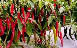 Ớt miền Trung xuất khẩu rớt giá mạnh