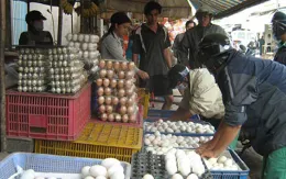 Giá trứng gia cầm lại tăng