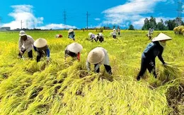 Lúa Hè Thu sớm giá thấp, khó tiêu thụ 