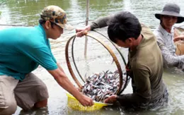 Đồng Tháp: Cá tra giống tồn đọng nhiều