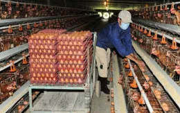 Nuôi gà đẻ trứng phụ thuộc con giống doanh nghiệp FDI