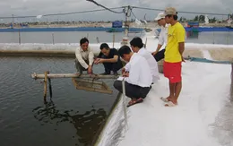 Nam Định: Tôm, ngao chết hàng loạt do nắng nóng