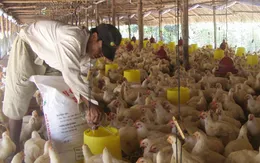 Thị trường gà ĐBSCL bị thao túng