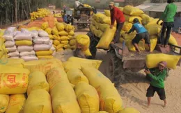 Sẽ mua tạm trữ 1 triệu tấn gạo vụ Hè Thu 2013
