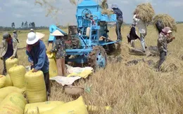 Giá gạo xuất khẩu Việt Nam thấp kỷ lục