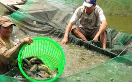 Quảng Trị: Thí điểm thành công mô hình nuôi cá rô đầu vuông