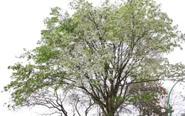 Hà Nội trắng sắc hoa sưa