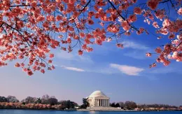 Ngắm hoa anh đào khoe sắc khắp thế giới