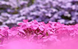 Tuyệt đẹp sắc hoa shibazakura Nhật Bản