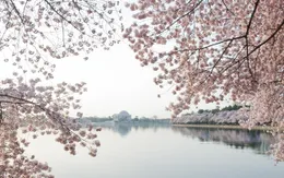 Ngắm vẻ đẹp hoa anh đào tại Washington D.C