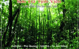 Hơn 100 giống tre, trúc quy tụ ở Sơn Trà tịnh viên