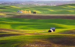 Bắt mắt những đồi cỏ đẹp như tranh vẽ ở Palouse