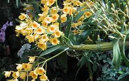 Lan rừng Việt Nam sắp biến mất?