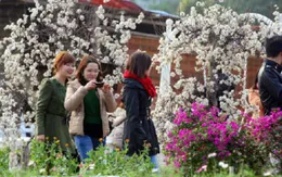 Vườn đào Nhật Tân nhộn nhịp người du Xuân