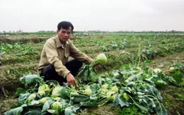 Khổ vì... được mùa rau