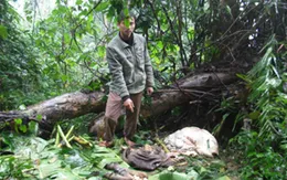 Báo động tình trạng dùng "chiêu độc" hại trâu bò