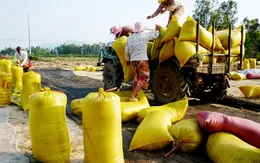 Kiên Giang: Lúa chất lượng cao vẫn... ế