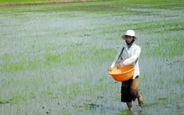 Lúa ĐBSCL: Luẩn quẩn đầu ra, người nông dân chịu thiệt