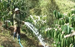 Nguy cơ mất trắng mùa cà phê vì nắng hạn