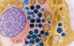 Thuốc trị lậu và Chlamydia