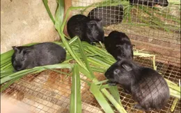 "Cơn bão" kinh doanh chồn nhung lại tái diễn