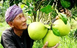 Nông dân Tiền Giang phấn khởi vì trái cây được giá