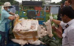 Bắt xe tải chở 100 heo sữa thối trên đường tiêu thụ