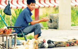 Vận chuyển gia cầm trái phép vẫn lén lút hoạt động