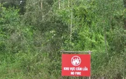 Long An: 30.000 ha rừng tràm báo cháy nguy hiểm