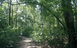 Nguy cơ cháy rừng ở vườn quốc gia Phú Quốc