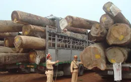 Quảng Bình: Bắt giữ nhiều ô tô chở gỗ quá tải