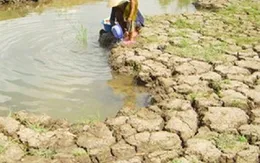 Khô hạn nghiêm trọng tại ĐBSCL 