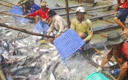 Mong chờ chính sách điều tiết giá cá tra hợp lý