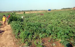 Thương lái ép giá người trồng dưa bằng bạo lực