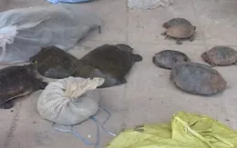 Phát hiện vụ vận chuyển động vật hoang dã từ Lào