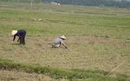 Nắng hạn trên diện rộng tại miền Trung